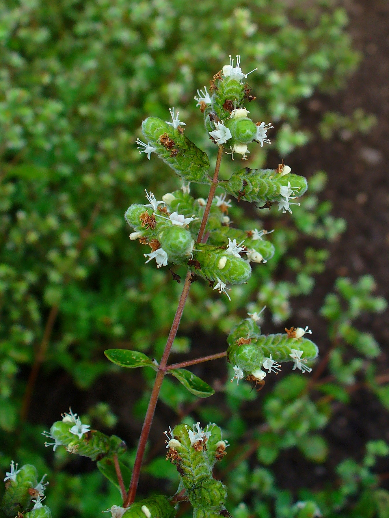 Majoran Origanum Majorana Bienenroute majoran-origanum-majorana-bienenroute